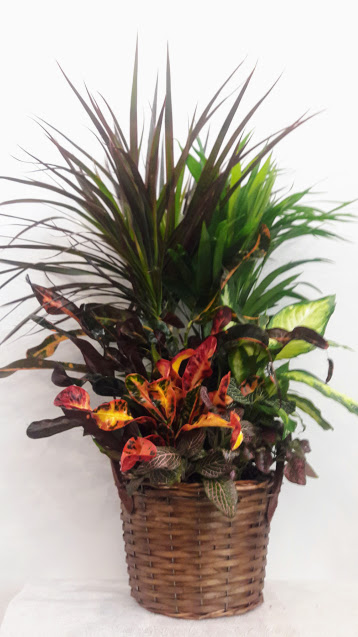 basket with plants