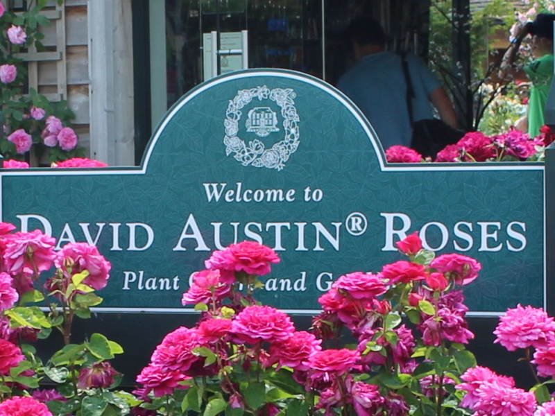 Garden Roses David Austin  Luxury Collection. Who is David Austin ?