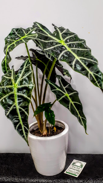 plant interior alocasia φυτό με κεραμικό δοχείο