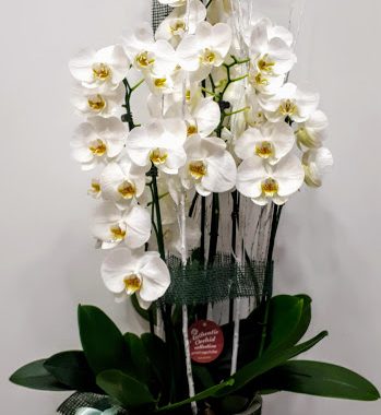 ορχιδέες λευκές με κεραμικό δοχείο orchid plant with pot