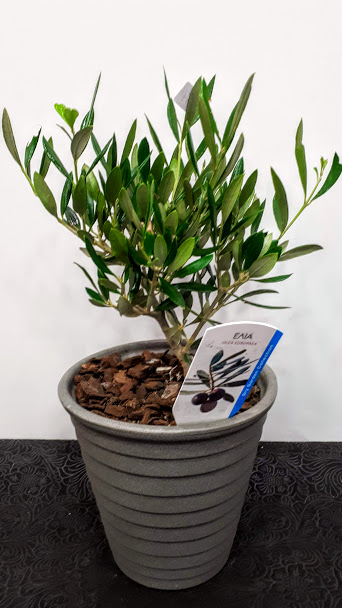 plant olive ελια 30cm