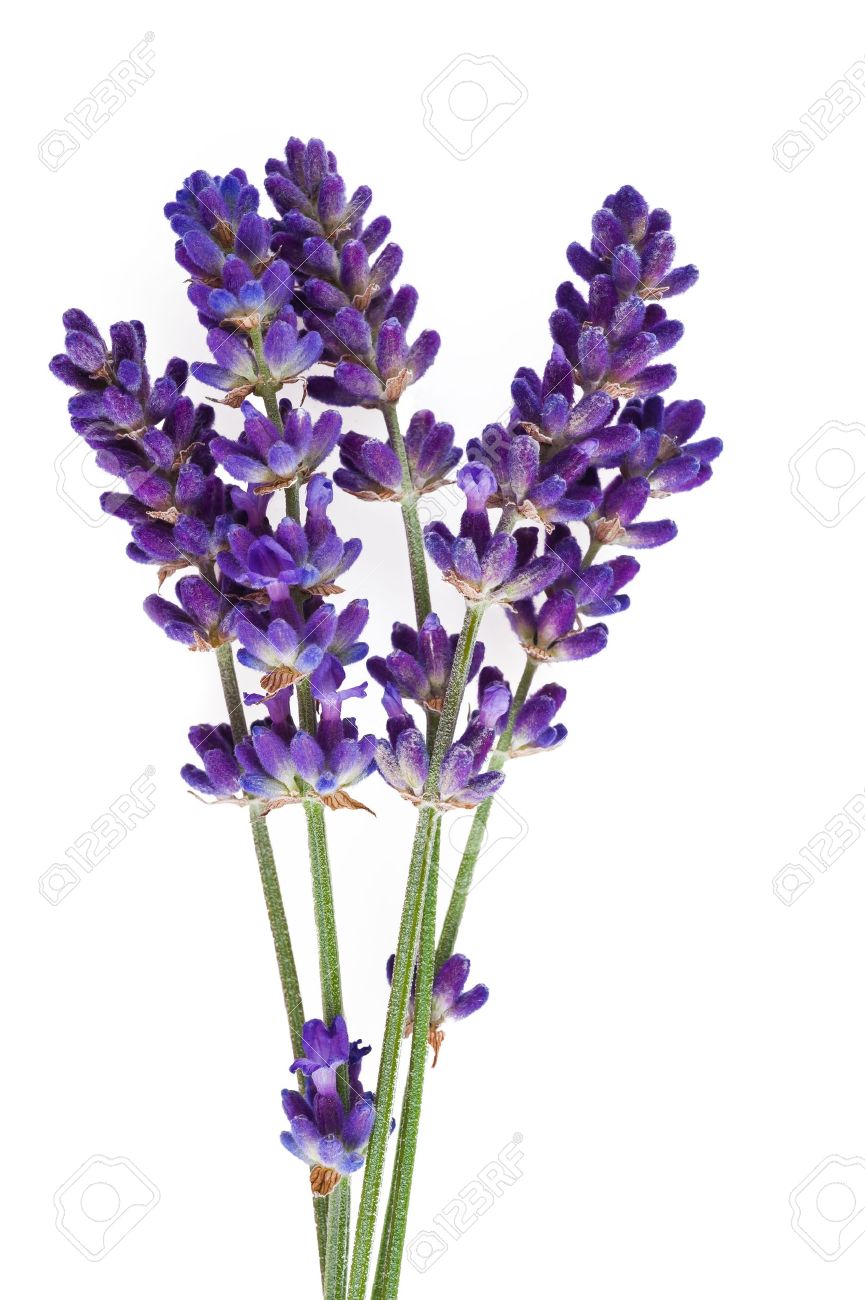 14206210-lavender-flower-isolated-on-white palaiokrasa 5