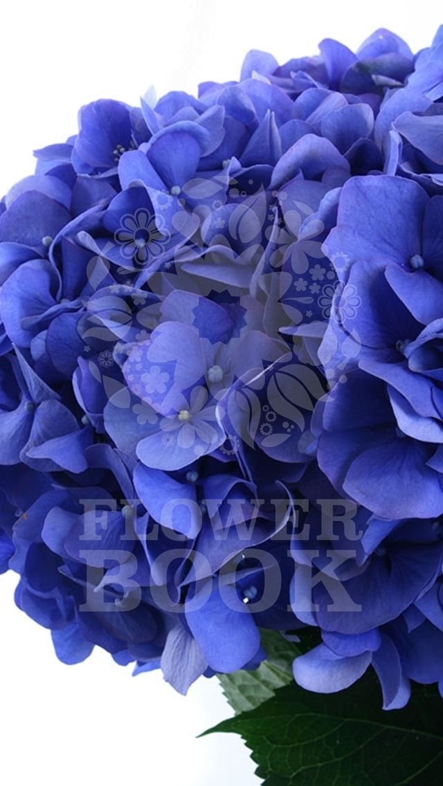 Μπλε άνθη