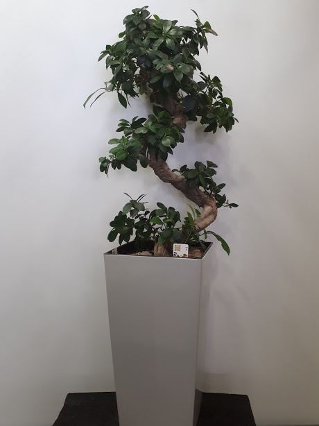 bonsai ficus 110 cm